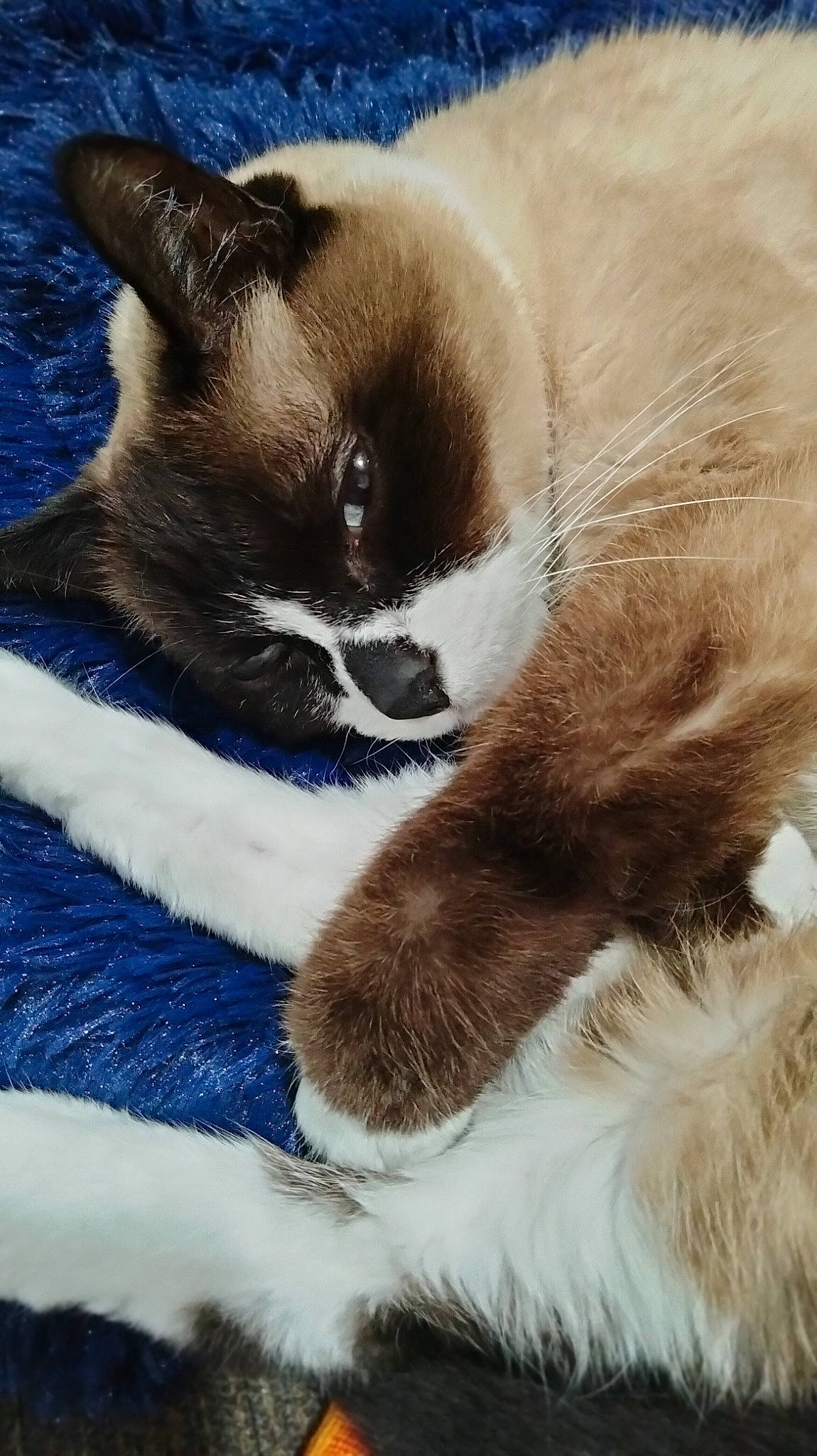 Kitten is registered to the contest to win money with this photo: balinese, carnivore, cat, claw, comfort, domestic_short_haired_cat, electric_blue, fawn, felidae, foot, fur, human_leg, paw, siamese, sky, small_to_medium_sized_cats, snout, tail, thai, whiskers