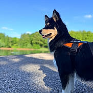 Aïka a rejoint le concours — aidez-le/la à gagner de superbes lots ! dog, black_and_tan, harness, outdoor, gravel, path, blue_sky, greenery, trees, shadow, standing, canine, nature, sunny, daytime, pet, animal, alert, profile, fur