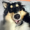 Aïka participe au concours pour gagner de l'argent avec cette photo : dog, smiling, happy, pet, animal, fur, black_and_white, lying_down, bed, indoor, tongue, teeth, close_up, cute, canine, fluffy, ears, nose, face, mouth