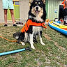 dog, life_jacket, grass, paddleboard, person, outdoor, summer, black_and_white, pet, animal, water_sports, happy, sitting, leash, paddle, shorts, shoes, building, daytime, fun