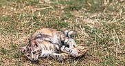 Bulle participe au concours pour gagner de l'argent avec cette photo : cat, tabby, grass, outdoor, animal, pet, nature, relaxed, wood, brown, green, blurred_background, feline, playing, resting, summer, sunlight, cute, wildlife, mammal