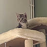 Bulle a rejoint le concours — aidez-le/la à gagner de superbes lots ! kitten, cat, cat_tree, furniture, indoor, pet, animal, curious, beige, soft, perched, ears, whiskers, young, cute, playful, domestic, feline, wall, pipes