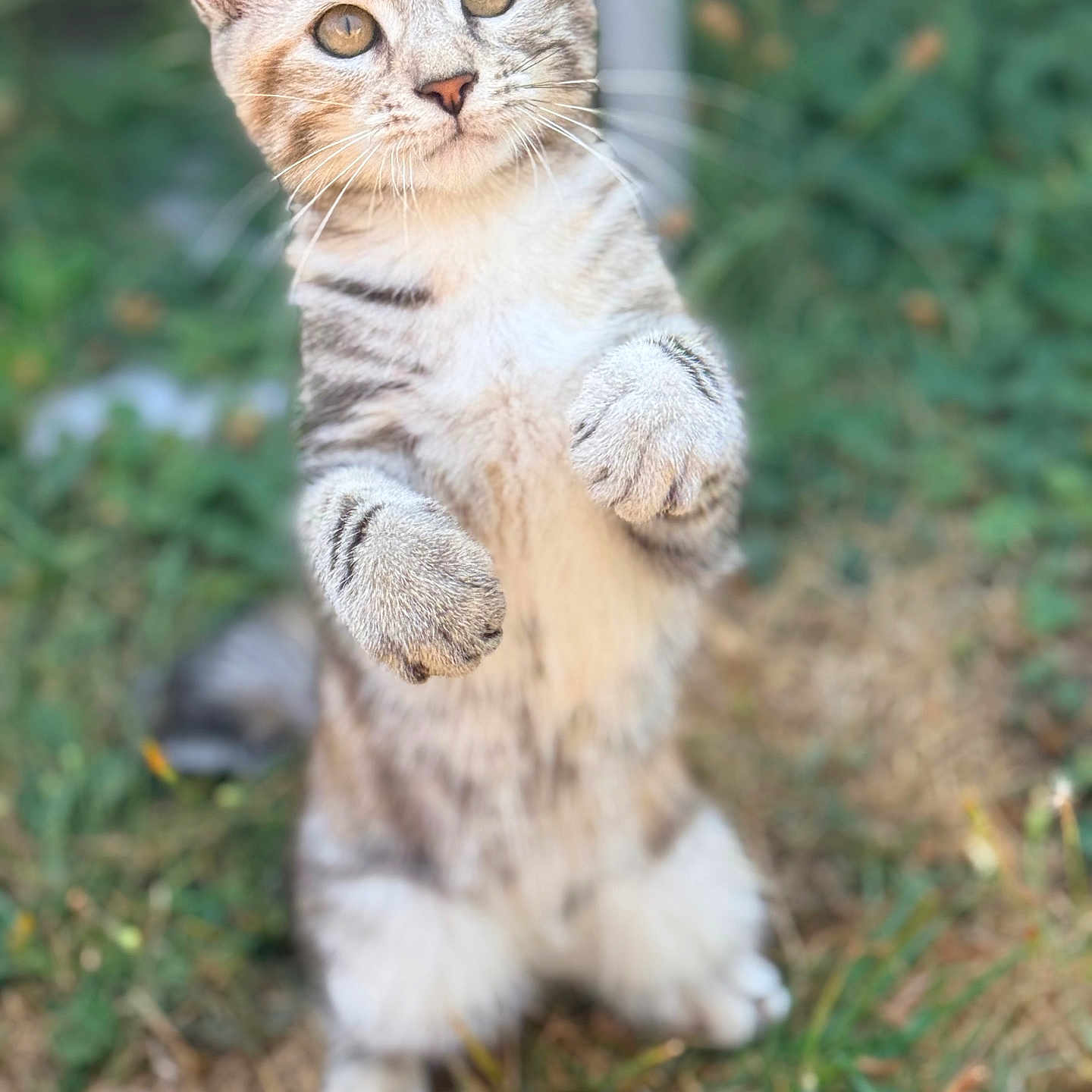 Bulle a rejoint le concours — aidez-le/la à gagner de superbes lots ! cat, kitten, tabby, standing, outdoor, grass, whiskers, ears, paws, fur, animal, pet, cute, curious, nature, mammal, young, closeup, portrait, playful