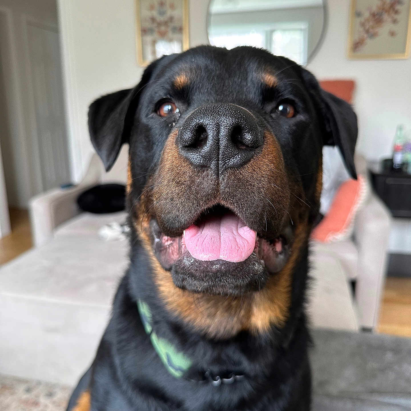 Dozer joined the competition — help win amazing prizes! animal, architecture, art, bodypart, building, canine, couch, dog, furniture, hound, indoors, interiordesign, labradorretriever, livingroom, mouth, painting, person, pet, puppy, room