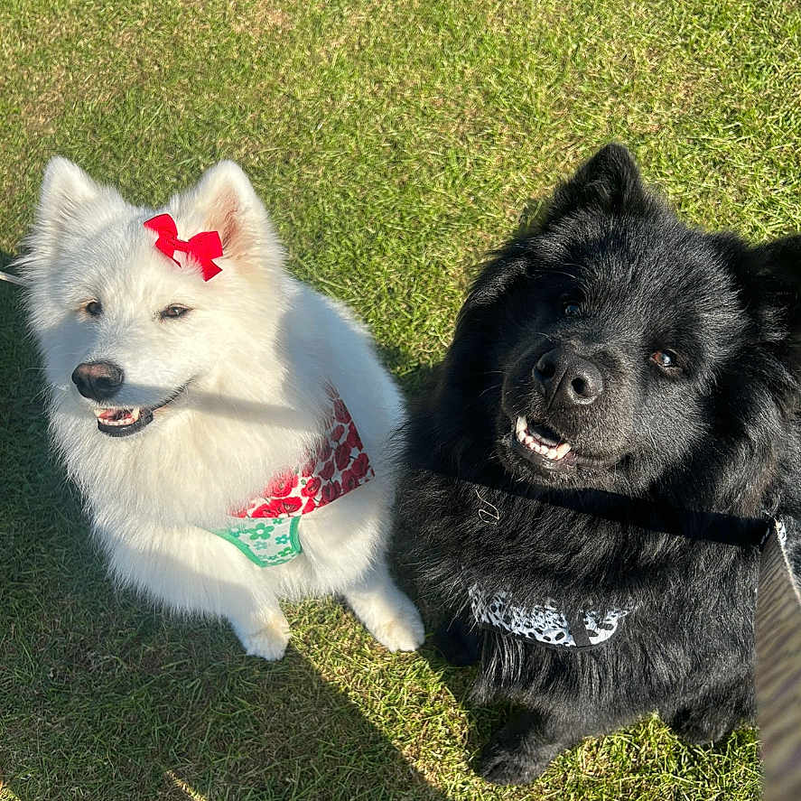 Star And Strider is registered to the contest to win money with this photo: animal, black_dog, bow, canine, companion, cute, dog, friendship, fur, grass, happy, harness, outdoor, pet, playful, shadow, sitting, smiling, sunlight, white_dog