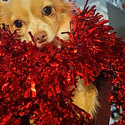 Roxy a rejoint le concours — aidez-le/la à gagner de superbes lots ! dog, cute, pet, tinsel, red, festive, indoor, kitchen, animal, fur, face, eyes, nose, decor, holiday, closeup, portrait, adorable, christmas, celebration