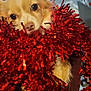 dog, cute, pet, tinsel, red, festive, indoor, kitchen, animal, fur, face, eyes, nose, decor, holiday, closeup, portrait, adorable, christmas, celebration