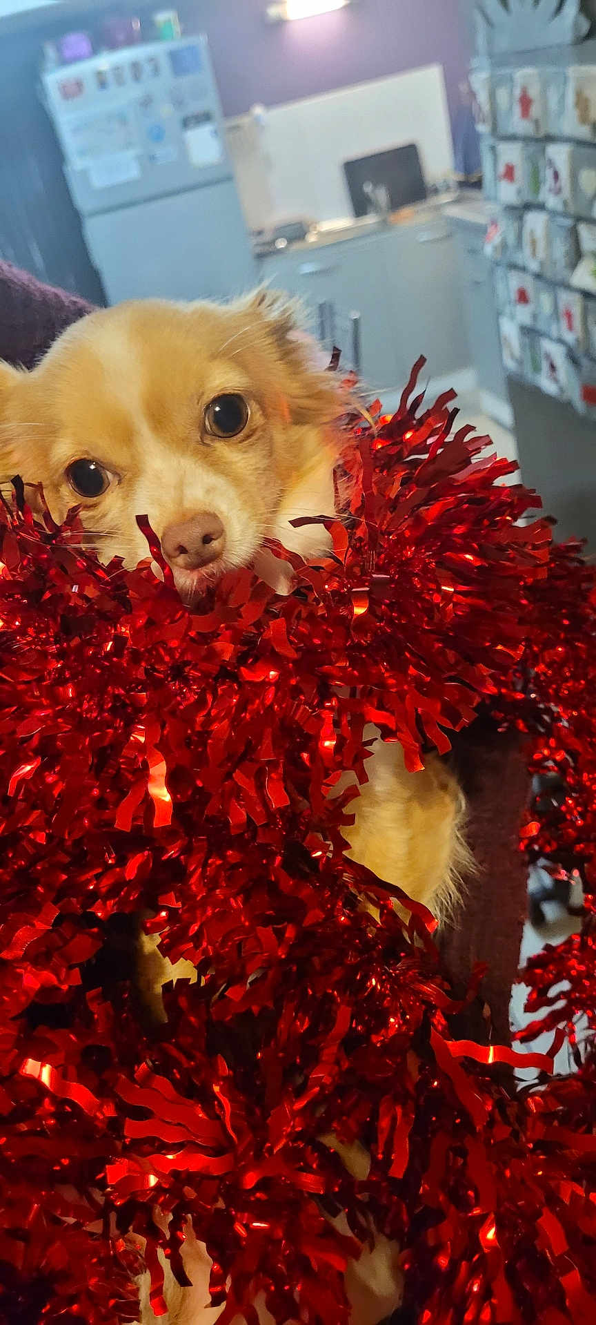 Roxy a rejoint le concours — aidez-le/la à gagner de superbes lots ! dog, cute, pet, tinsel, red, festive, indoor, kitchen, animal, fur, face, eyes, nose, decor, holiday, closeup, portrait, adorable, christmas, celebration