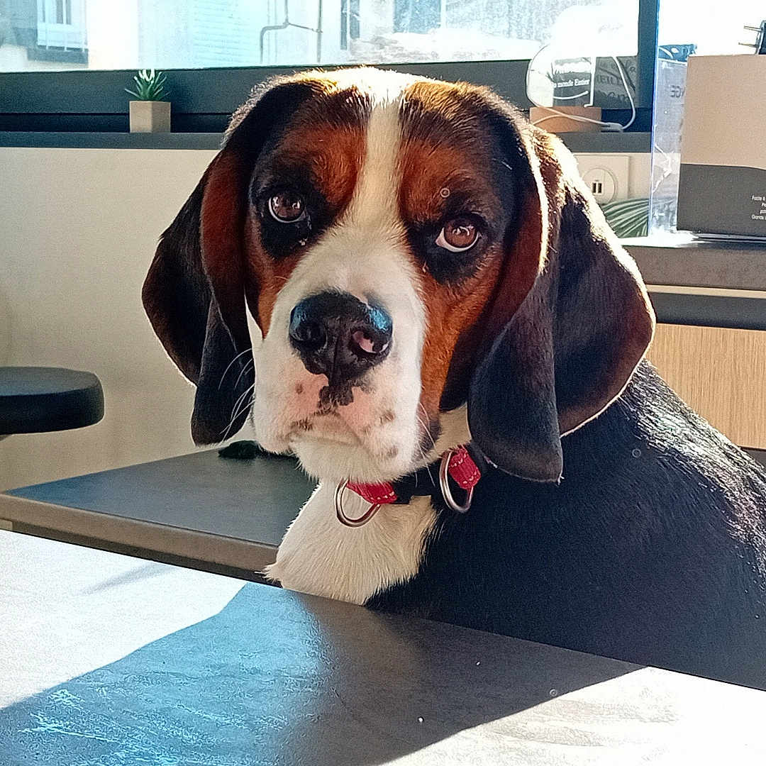 Uniko participe au concours pour gagner de l'argent avec cette photo : animal, beagle, box, canine, computer, desk, doctor, dog, furniture, hound, indoors, interiordesign, person, pet, plant, plywood, puppy, table, veterinarian, wood