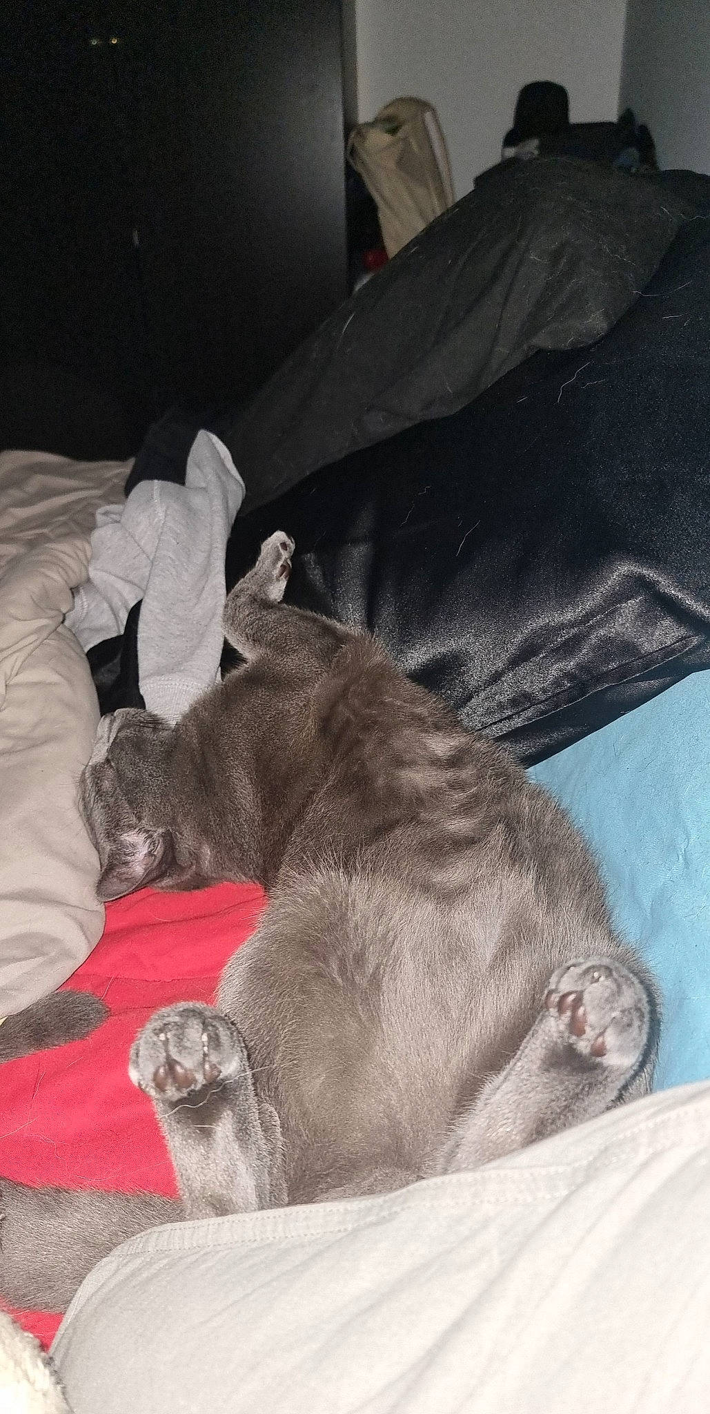 Natsu participe au concours pour gagner de l'argent avec cette photo : canidae, carnivore, cat, claw, comfort, companion_dog, dog, dog_breed, domestic_short_haired_cat, fawn, felidae, fur, grey, liver, small_to_medium_sized_cats, tail, terrestrial_animal, whiskers, working_animal, wrinkle