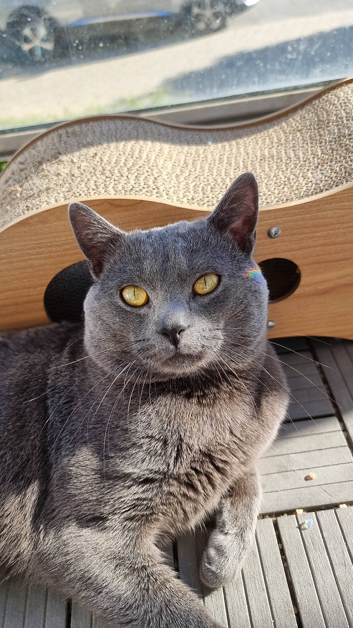 Natsu participe au concours pour gagner de l'argent avec cette photo : carnivore, cat, domestic_short_haired_cat, felidae, fur, grey, hardwood, russian_blue, small_to_medium_sized_cats, snout, terrestrial_animal, whiskers, window, wood