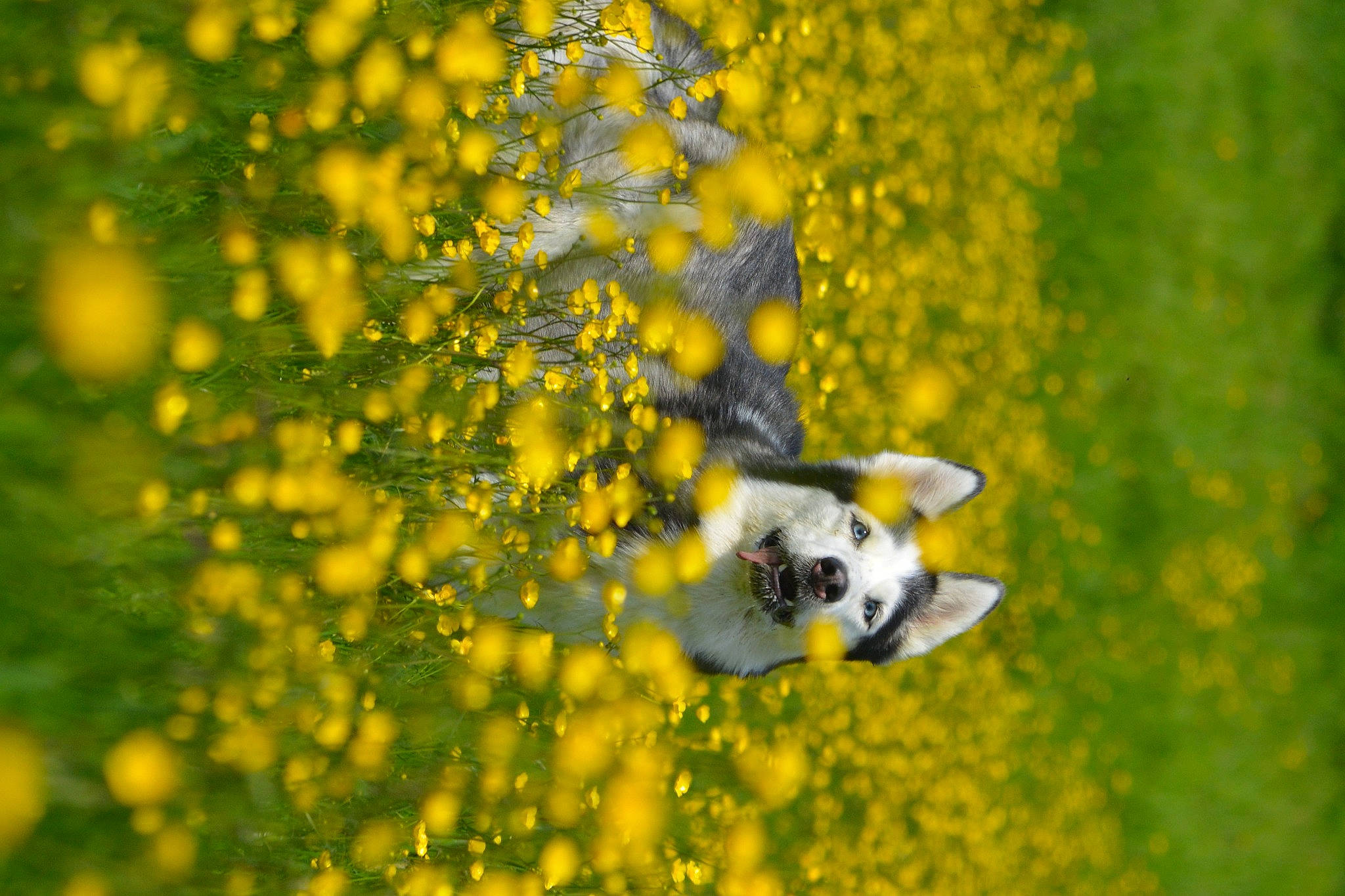 Hinata participe au concours pour gagner de l'argent avec cette photo : annual_plant, close_up, coquelicot, field, flower, flowering_plant, grass, herbaceous_plant, landscape, macro_photography, mustard_and_cabbage_family, natural_landscape, people_in_nature, petal, plant, plant_stem, pollen, spring, wildflower, wildlife
