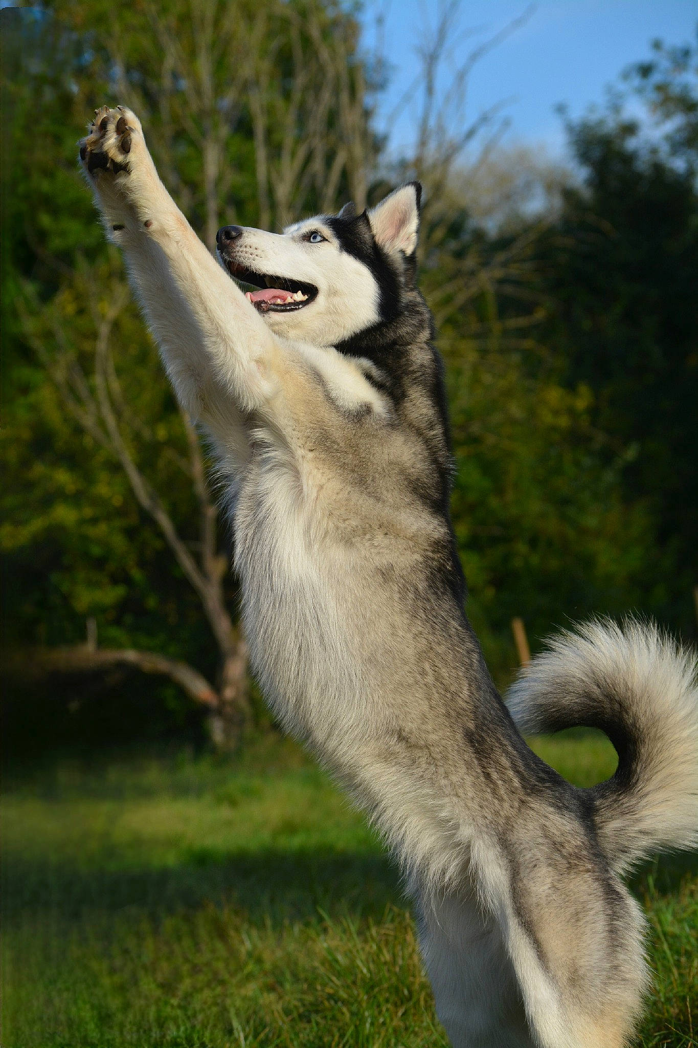 Hinata a rejoint le concours — aidez-le/la à gagner de superbes lots ! canidae, canis, carnivore, claw, dog_breed, fur, grass, grassland, pack_animal, plant, siberian_husky, sky, sled_dog, snout, sporting_group, tail, terrestrial_animal, tree, wildlife, wolf