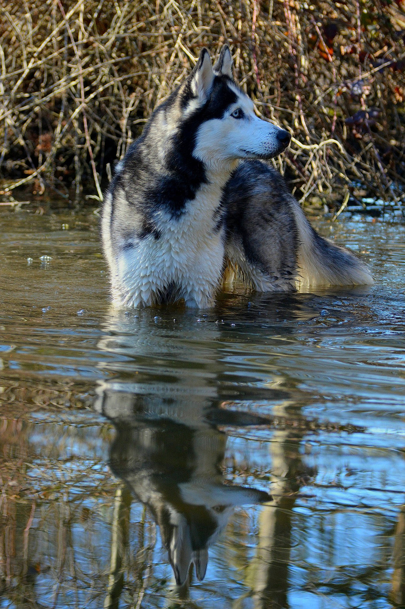 Hinata participe au concours pour gagner de l'argent avec cette photo : bog, canis, carnivore, dog, dog_breed, fur, lake, liquid, reflection, siberian_husky, sled_dog, sporting_group, tail, terrestrial_animal, water, wetland, wildlife, wolf, working_dog