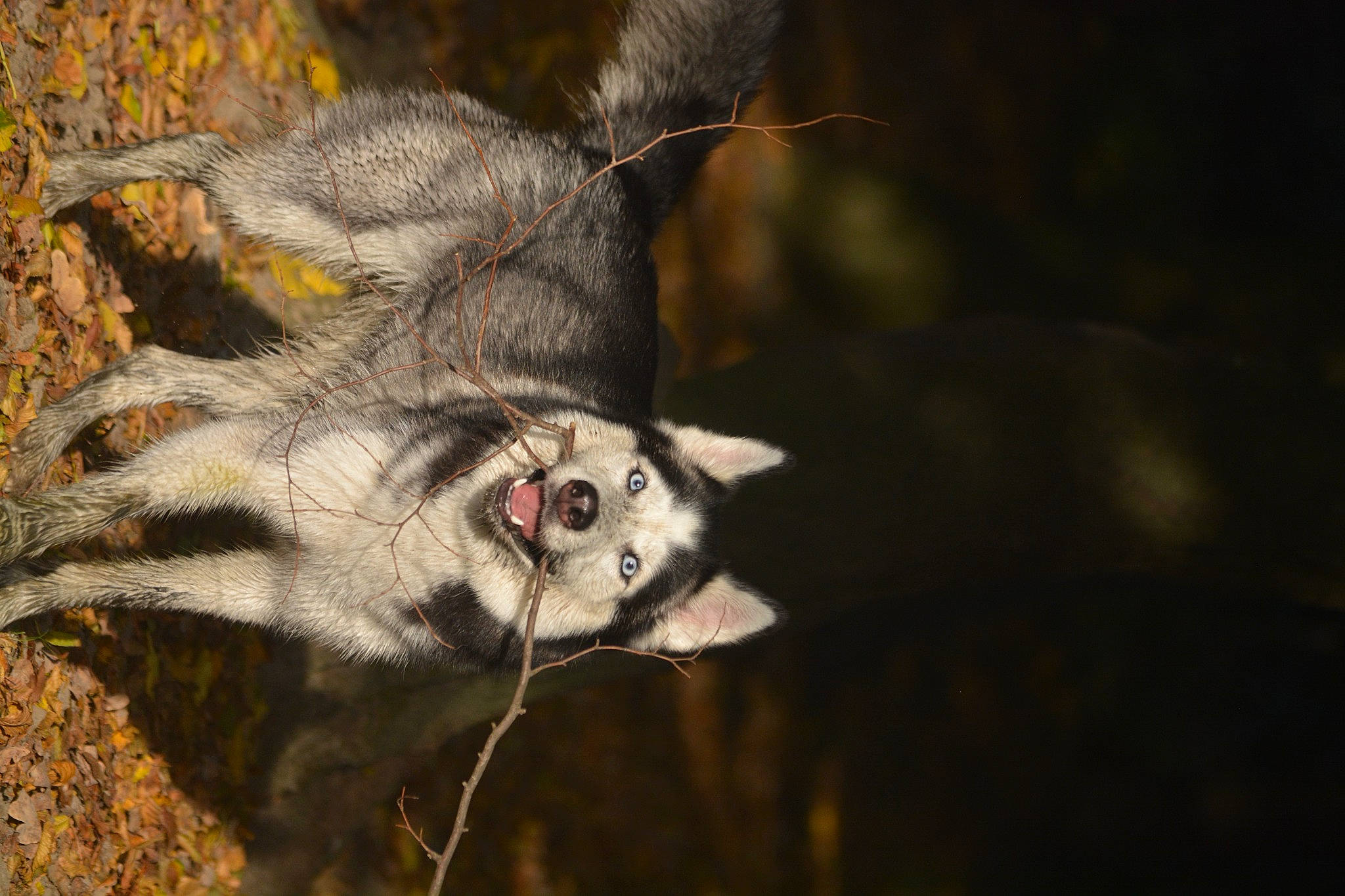 Hinata participe au concours pour gagner de l'argent avec cette photo : canidae, carnivore, cat, claw, domestic_short_haired_cat, fawn, felidae, fur, macro_photography, plant, small_to_medium_sized_cats, snout, tail, terrestrial_animal, twig, whiskers, wildlife, wolf