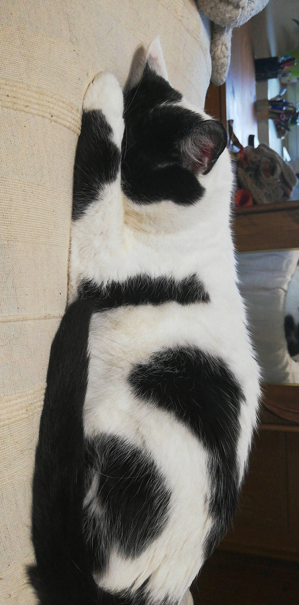 Falco a rejoint le concours — aidez-le/la à gagner de superbes lots ! black, black_and_white, carnivore, cat, felidae, fur, monochrome_photography, small_to_medium_sized_cats, snout, style, tail, terrestrial_animal, vertebrate, whiskers, white