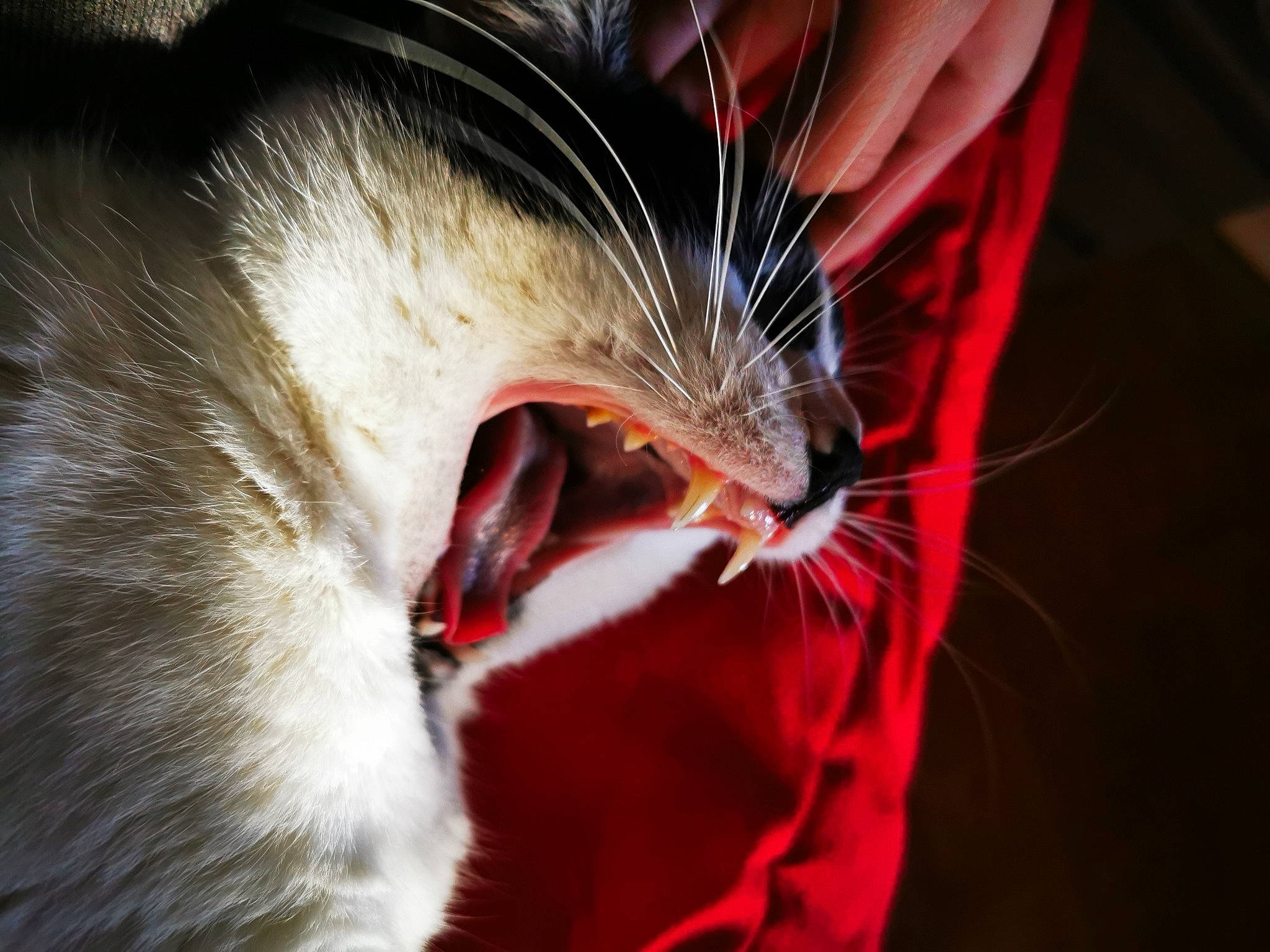 Falco a rejoint le concours — aidez-le/la à gagner de superbes lots ! carmine, carnivore, cat, facial_expression, fang, felidae, fur, love, organ, small_to_medium_sized_cats, snout, tongue, tooth, whiskers, yawn