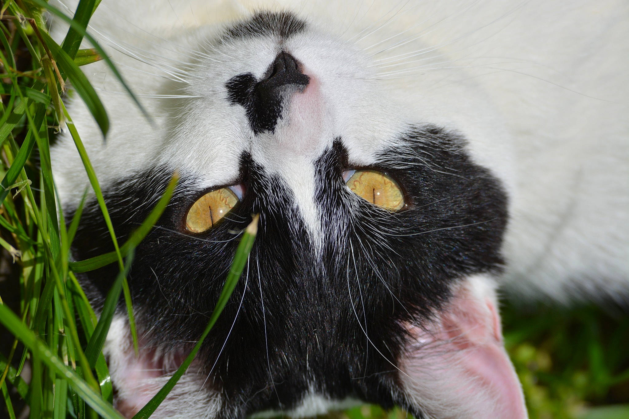 Falco a rejoint le concours — aidez-le/la à gagner de superbes lots ! carnivore, cat, close_up, felidae, fur, grass_family, organism, small_to_medium_sized_cats, snout, terrestrial_animal, vertebrate, whiskers