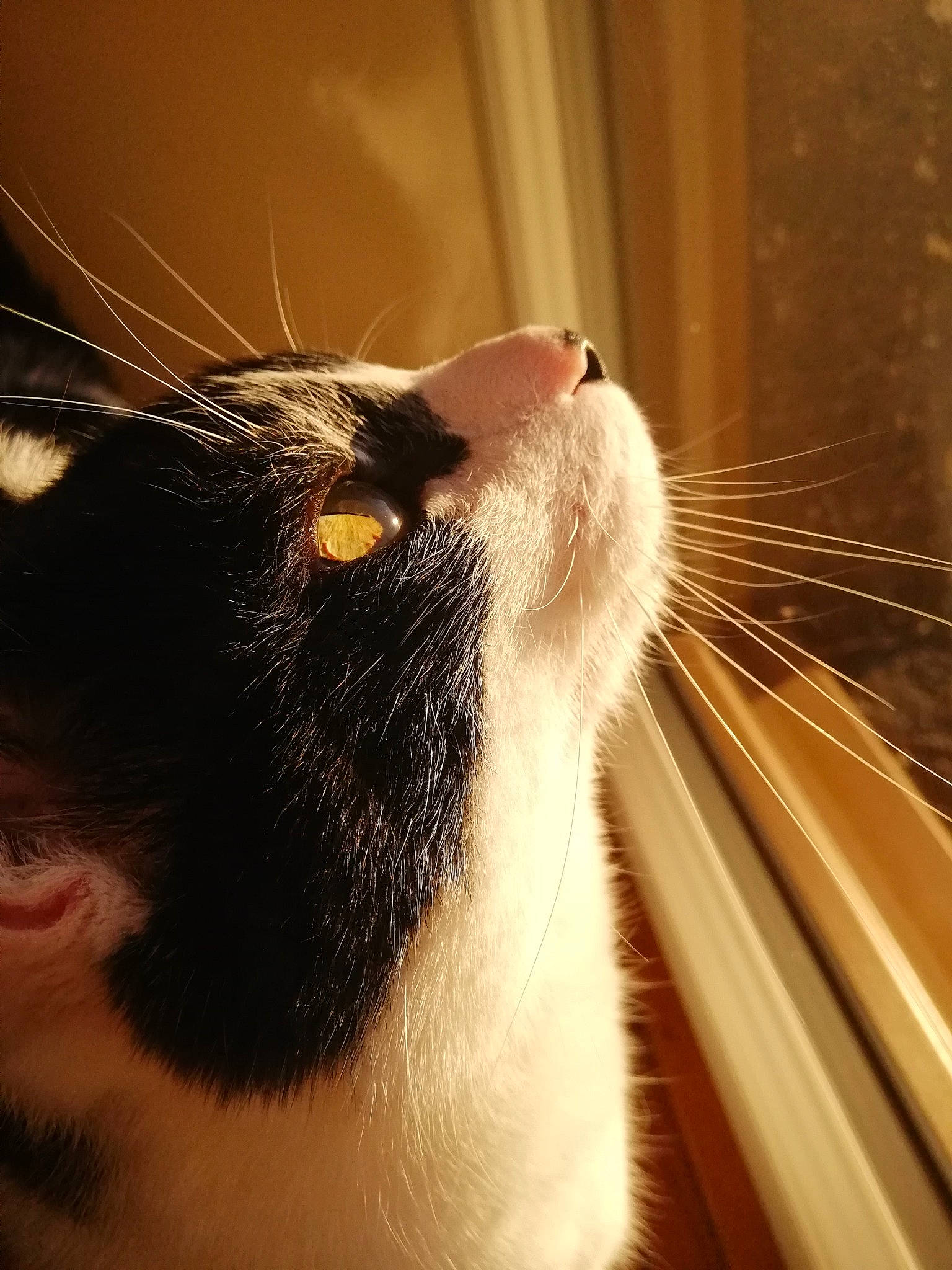 Falco a rejoint le concours — aidez-le/la à gagner de superbes lots ! carnivore, cat, close_up, fawn, felidae, fur, iris, organ, organism, skin, small_to_medium_sized_cats, snout, terrestrial_animal, vertebrate, whiskers