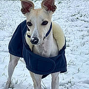 Ullyx participe au concours pour gagner de l'argent avec cette photo : alert, animal, background, canine, coat, cold, collar, dog, ears, fur, grass, guard, muzzle, nature, nose, outdoor, pet, snow, standing, winter
