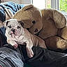 bulldog, puppy, dog, stuffed_animal, teddy_bear, couch, blanket, indoor, window, sunlight, plush, relaxing, pet, animal, fur, cute, cozy, home, resting, soft