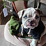 Bloom a rejoint le concours — aidez-le/la à gagner de superbes lots ! bulldog, puppy, blue_eyes, pet_bed, black_hoodie, indoors, wooden_floor, blanket, cute, pet, animal, sitting, cozy, young_dog, fur, face, paw, looking, resting, adorable