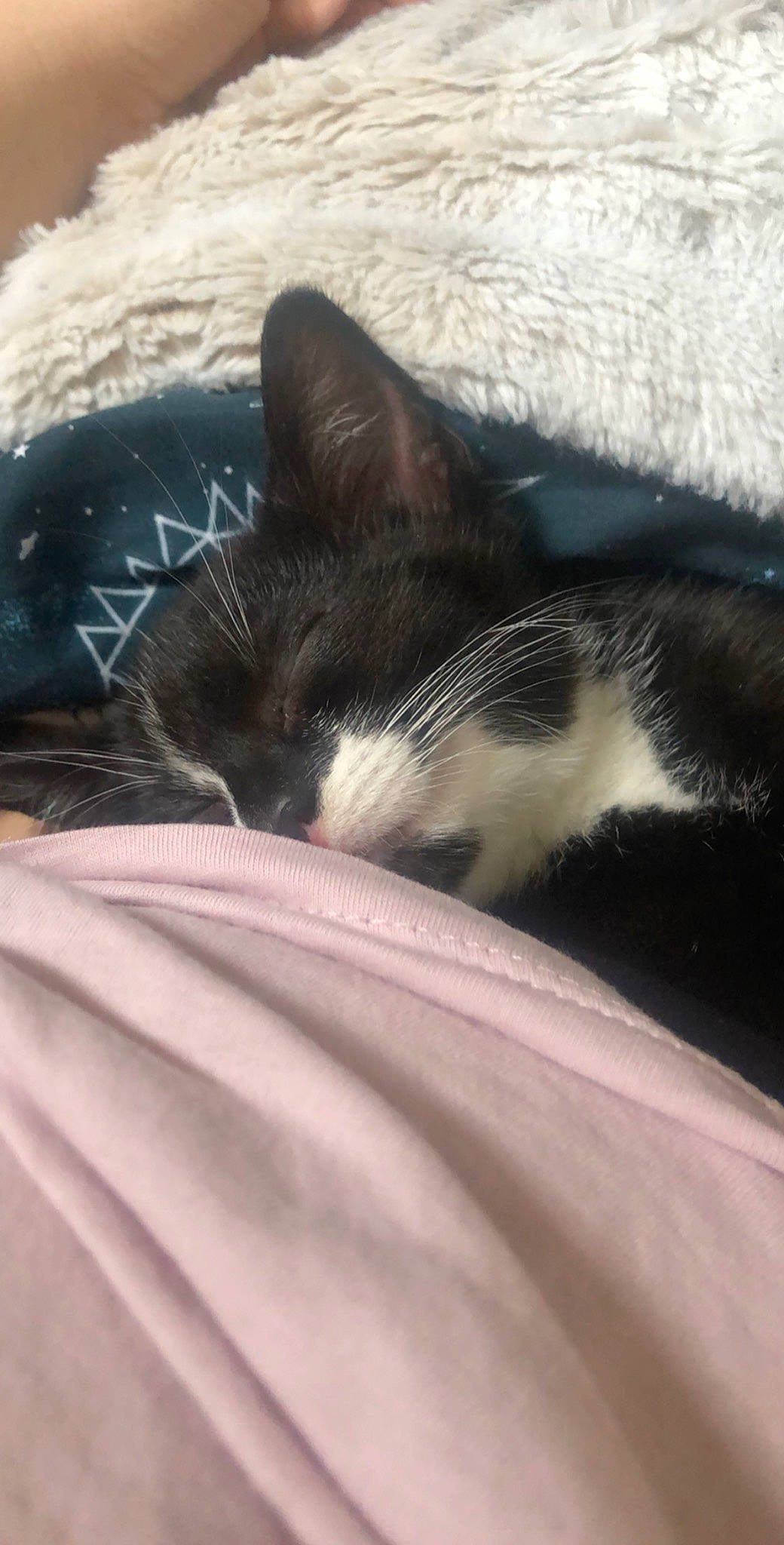 Harry is registered to the contest to win money with this photo: carnivore, cat, domestic_short_haired_cat, felidae, fur, kitten, nap, sleep, small_to_medium_sized_cats, snout, tail, whiskers