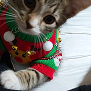 Mittens is registered to the contest to win money with this photo: kitten, cat, sweater, christmas_sweater, holiday, festive, reindeer, pet, animal, indoor, closeup, paw, feline, cute, whiskers, tabby, curious, clothing, playing, adorable