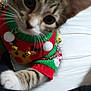 kitten, cat, sweater, christmas_sweater, holiday, festive, reindeer, pet, animal, indoor, closeup, paw, feline, cute, whiskers, tabby, curious, clothing, playing, adorable