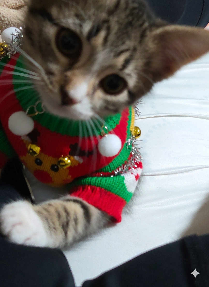 Mittens is registered to the contest to win money with this photo: kitten, cat, sweater, christmas_sweater, holiday, festive, reindeer, pet, animal, indoor, closeup, paw, feline, cute, whiskers, tabby, curious, clothing, playing, adorable