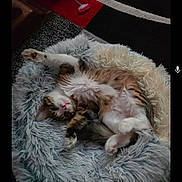 Prada participe au concours pour gagner de l'argent avec cette photo : animal, carpet, cat, comfortable, cozy, cute, cute_pet, feline, fluffy, fur, home, indoor, paw, pet_bed, relaxed, resting, sleepy, soft, stretching, tabby