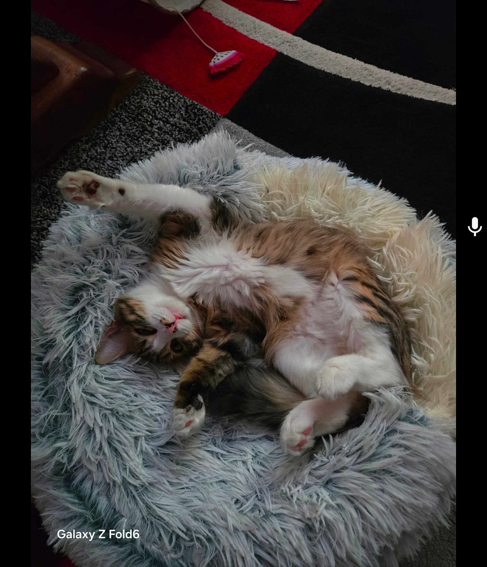 Prada participe au concours pour gagner de l'argent avec cette photo : animal, carpet, cat, comfortable, cozy, cute, cute_pet, feline, fluffy, fur, home, indoor, paw, pet_bed, relaxed, resting, sleepy, soft, stretching, tabby