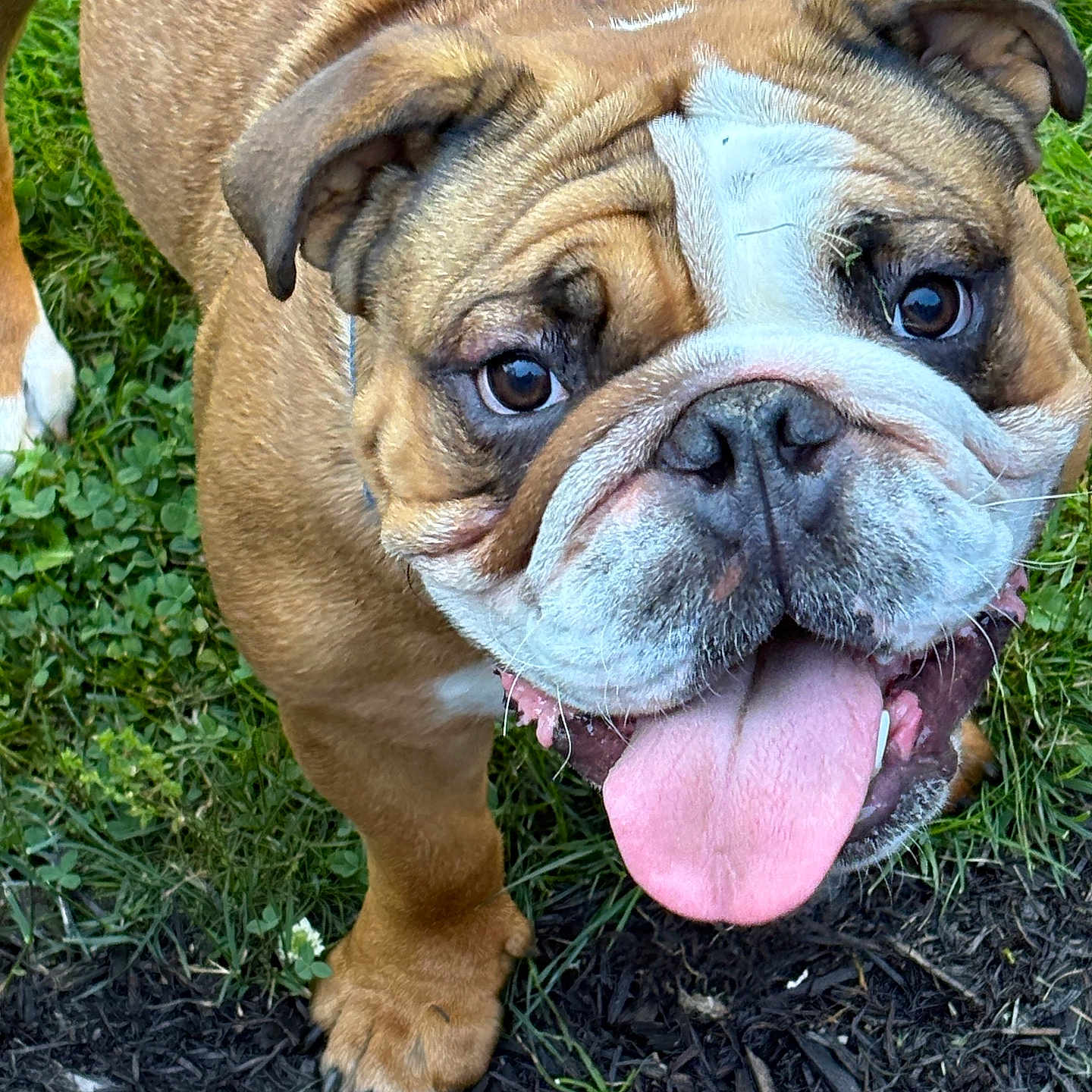 Brisket is registered to the contest to win money with this photo: animal, brown_fur, bulldog, canine, close_up, cute, dog, ears, face, fur, grass, happy, nature, outdoor, paw, pet, playful, snout, tongue_out, white_markings