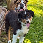 Brisket joined the competition — help win amazing prizes! dog, puppy, bulldog, grass, outdoor, sunny, tongue_out, happy, pet, animal, canine, playful, yard, nature, mammal, fur, two_dogs, summer, daytime, smiling