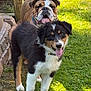 dog, puppy, bulldog, grass, outdoor, sunny, tongue_out, happy, pet, animal, canine, playful, yard, nature, mammal, fur, two_dogs, summer, daytime, smiling