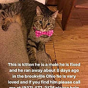 Kitten Meow joined the competition — help win amazing prizes! carnivoran, cat, cat_like_mammal, domestic_short_haired_cat, fauna, kitten, mammal, photo_caption, small_to_medium_sized_cats, snout, whiskers