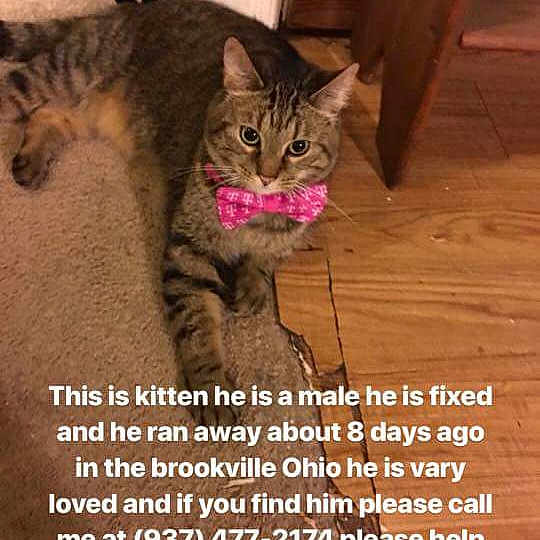 Kitten Meow