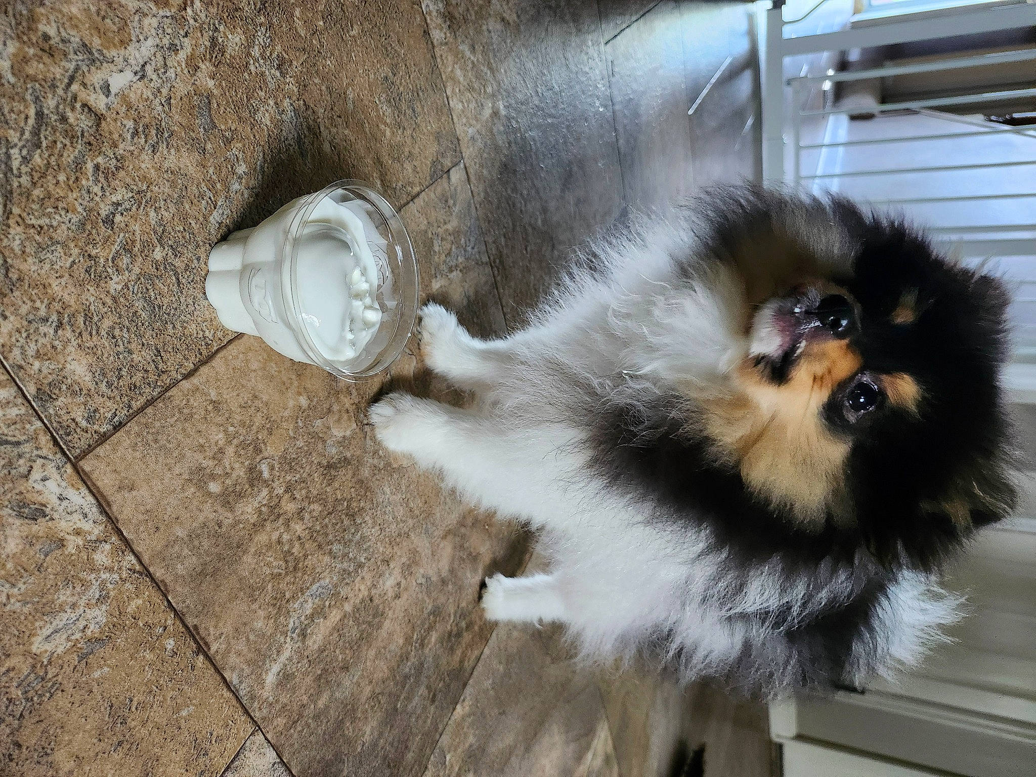 Teddy is registered to the contest to win money with this photo: ancient_dog_breeds, canidae, carnivore, companion_dog, dog, dog_breed, fawn, flooring, fur, liver, non_sporting_group, paw, sporting_group, tail, toy_dog, whiskers, wood, working_animal, working_dog