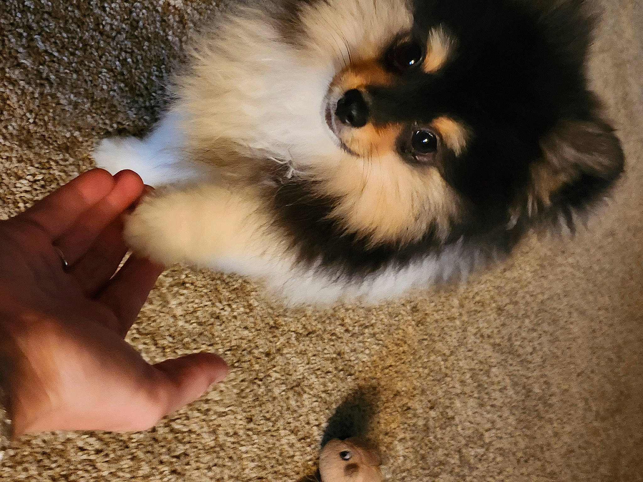 Teddy is registered to the contest to win money with this photo: ancient_dog_breeds, canidae, carnivore, companion_dog, dog, dog_breed, fawn, flooring, fur, german_spitz, german_spitz_klein, nail, paw, snout, soil, sporting_group, terrestrial_animal, toy_dog, whiskers, working_animal