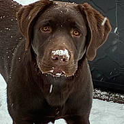 Juniper joined the competition — help win amazing prizes! dog, puppy, labrador, chocolate, snow, outdoor, animal, pet, fur, cute, cold, winter, nose, brown_eyes, playful, young, snowflakes, standing, curious, canine