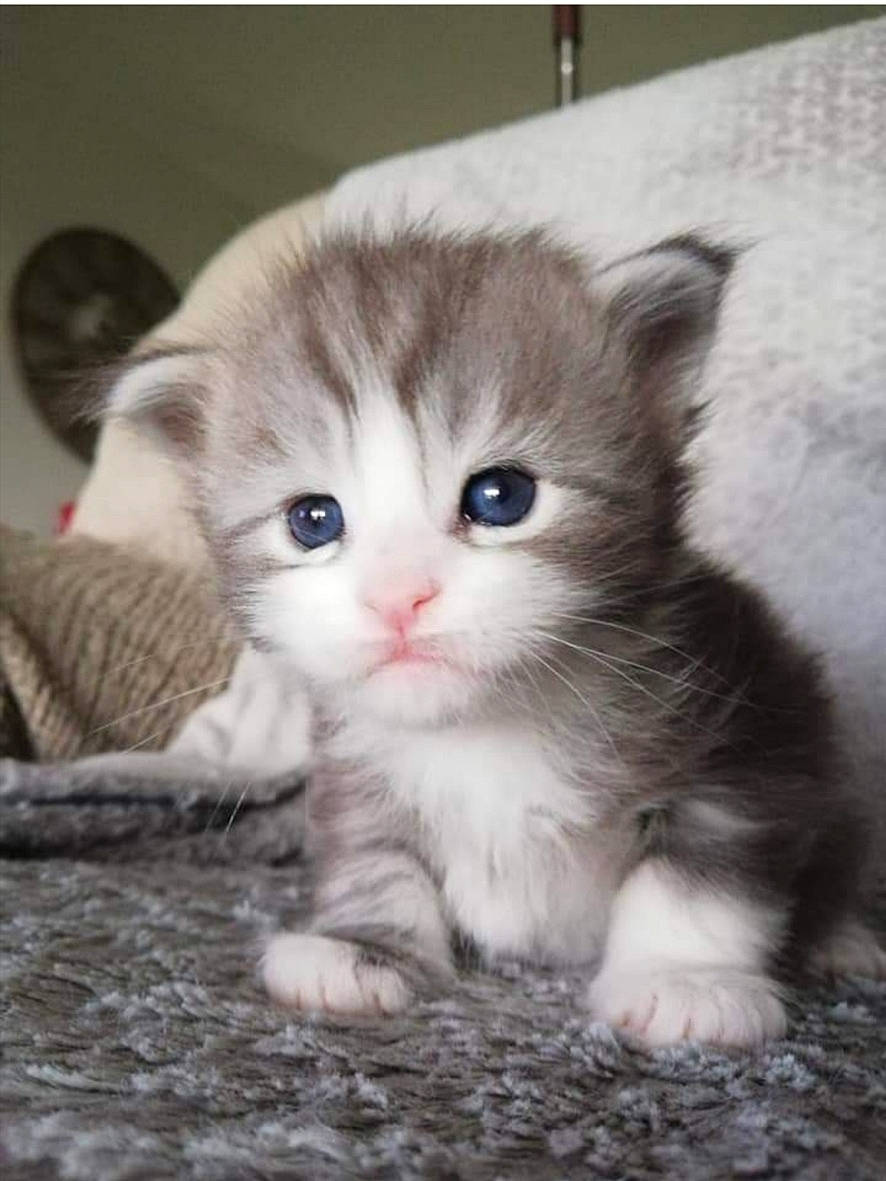 Roméo participe au concours pour gagner de l'argent avec cette photo : carnivore, cat, claw, comfort, domestic_short_haired_cat, fawn, felidae, foot, fur, paw, photo_caption, scottish_fold, sitting, small_to_medium_sized_cats, snout, tail, terrestrial_animal, whiskers