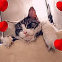 Roméo a rejoint le concours — aidez-le/la à gagner de superbes lots ! bed, carmine, carnivore, cat, claw, comfort, domestic_short_haired_cat, felidae, flooring, foot, fur, love, paw, room, small_to_medium_sized_cats, snout, tail, tree, whiskers
