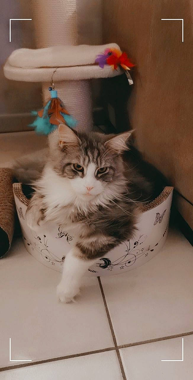 Roméo participe au concours pour gagner de l'argent avec cette photo : box, cardboard, carnivore, cat, claw, comfort, domestic_short_haired_cat, drawer, felidae, fur, paw, room, small_to_medium_sized_cats, snout, tail, whiskers