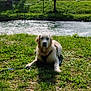 animal, canine, clouds, daytime, dog, forest, golden_retriever, grass, leash, nature, outdoor, park, pet, relaxing, river, sky, summer, sunlight, trees, water