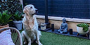 Venom participe au concours pour gagner de l'argent avec cette photo : buddha, calm, chair, daylight, decor, dog, fence, garden, golden_retriever, grass, outdoor, pet, pillow, plant, pot, relaxation, seating, sky, statue, tree
