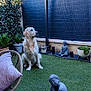 buddha, calm, chair, daylight, decor, dog, fence, garden, golden_retriever, grass, outdoor, pet, pillow, plant, pot, relaxation, seating, sky, statue, tree
