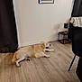 animal, blanket, chair, curtains, dog, floor, framed_art, furniture, golden_retriever, home, indoor, lamp, living_room, modern_interior, moose_artwork, pet, relaxed, resting, side_table, wood_floor