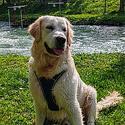 Venom a rejoint le concours — aidez-le/la à gagner de superbes lots ! canine, daytime, dog, forest, golden_retriever, grass, greenery, happy, harness, nature, outdoor, park, pet, river, sitting, summer, sunlight, tongue_out, trees, water