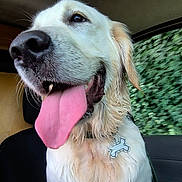 Venom participe au concours pour gagner de l'argent avec cette photo : dog, golden_retriever, tongue_out, close_up, pet, animal, car_interior, seat, fur, happy, wet_fur, collar, tag, window, greenery, blurred_background, canine, mammal, domestic_animal, inside