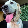 dog, golden_retriever, tongue_out, close_up, pet, animal, car_interior, seat, fur, happy, wet_fur, collar, tag, window, greenery, blurred_background, canine, mammal, domestic_animal, inside